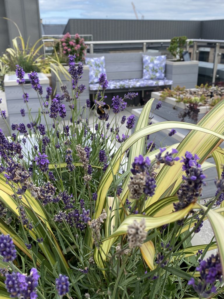 Lavender plants add fragrance and color to this roof terrace.