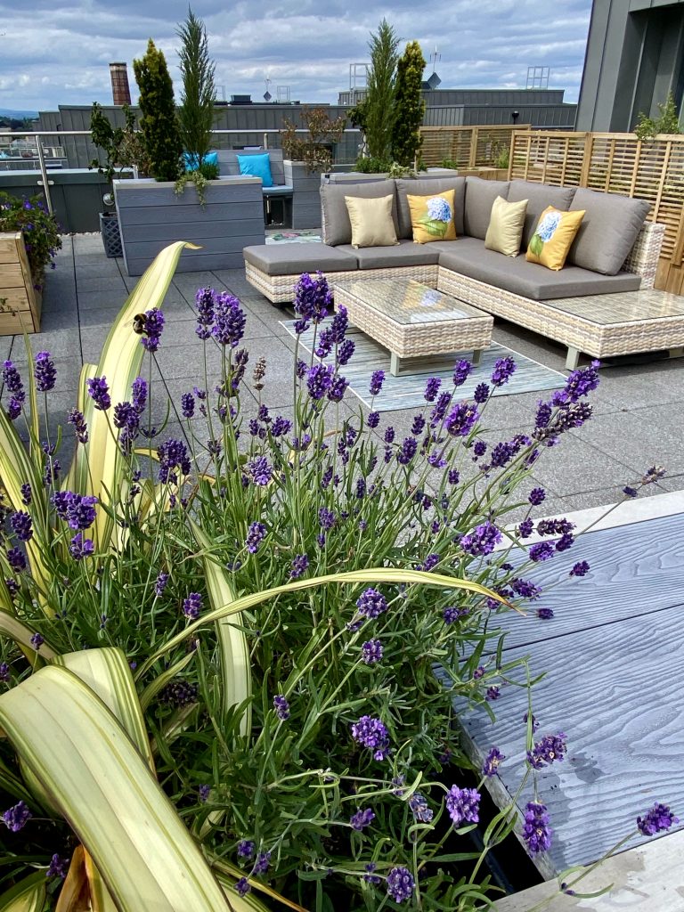 Lavender plants on a rooftop terrace with cozy outdoor seating, designed by Paterior Design in Edinburgh.