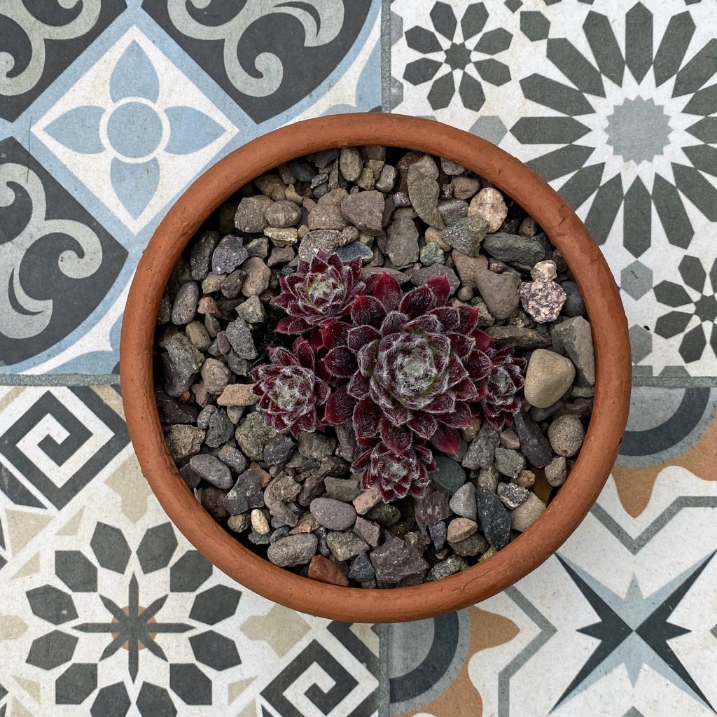 atterned tiles as a chic backdrop for potted succulents.