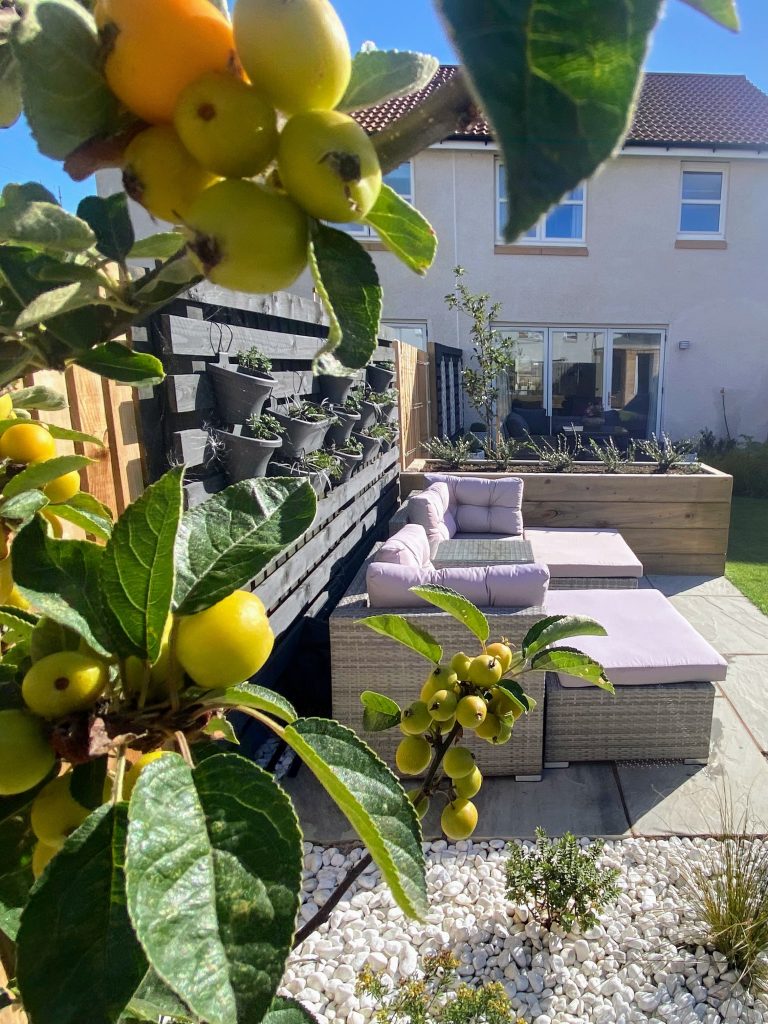 A charming apple tree complements this comfortable lounge seating area in an Edinburgh garden.