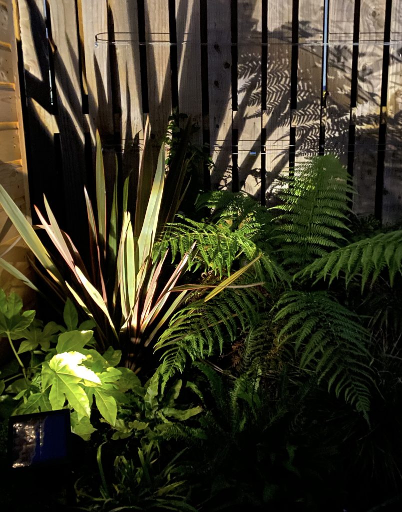 Ferns and Phormium plants illuminated with soft outdoor lighting, creating a tranquil evening atmosphere in this Edinburgh patio garden.