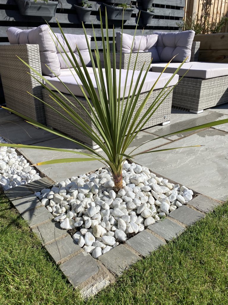 A striking architectural plant set in white pebbles, adding elegance to a modern Edinburgh patio.