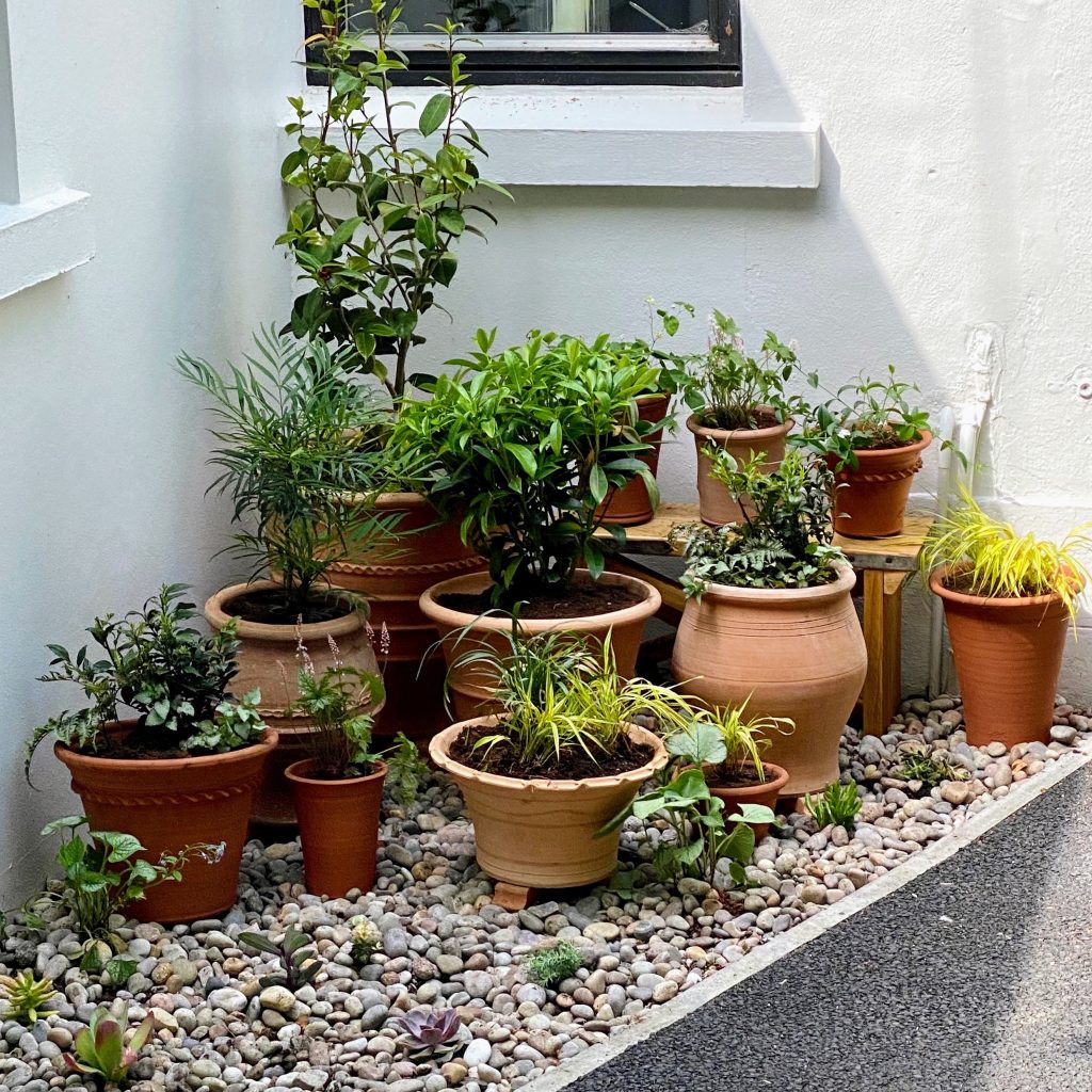 Lush potted plants in terracotta pots for a charming garden corner.